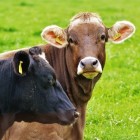 Gezondheid in de veehouderij